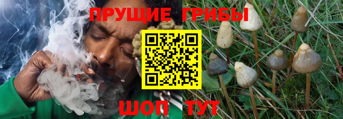 Дальнегорск  Псилоцибиновые грибы MAGIC MUSHROOMS  Вход с VPN 